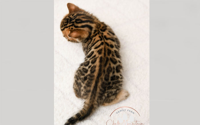 Bengal kitten for sale